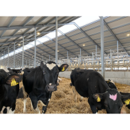 STEALTH P&P5 LED SPANDELAMPE 150W 4000/5000/5700K - IP69K