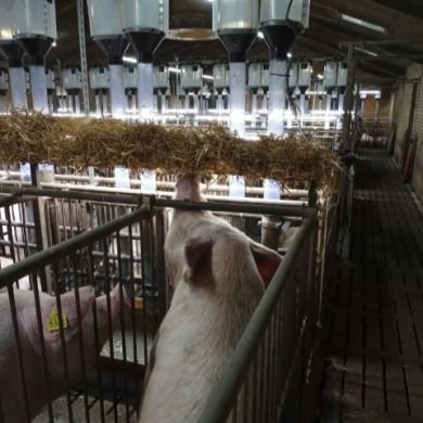 RNS SRAW RACK for SOWLIGHT Ø 4mm - 1900mm - without brackets