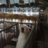 RNS HALMHÆK til brunstlys Ø 4mm - 1900mm - uden beslag