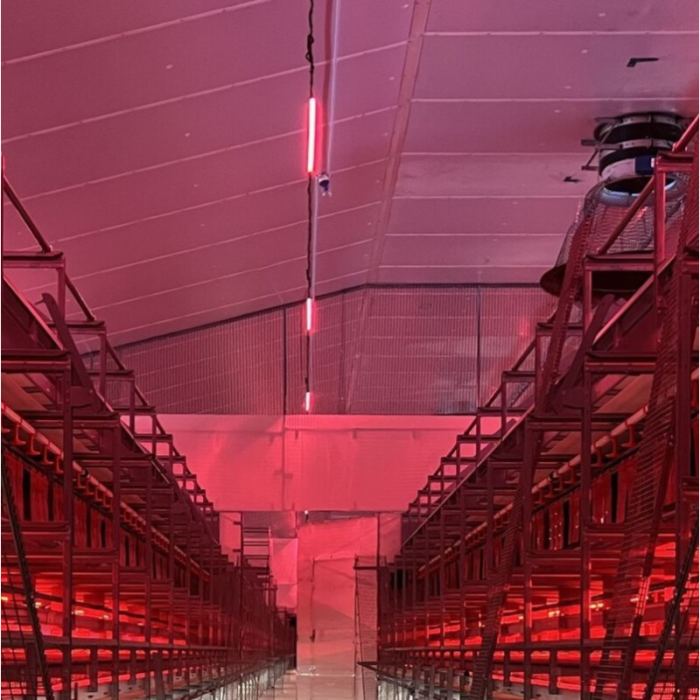 FARM-LIGHT 36W/1500mm 4000K "Shift to Red" - P&P3 - IP69K Triac Regulable - Sin Parpadeos