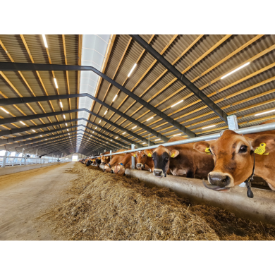 VIKING ARMATUR 50-62W/1500mm 5700K 0-10V Dimbart LED - IP66 Genomtrådad