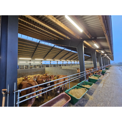 MODULAR-LIGHT 36W/3000mm 6000K - P&P3 - IP69K Triac Dimmbar - Flackerfrei