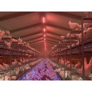 BIRDIE LIGHT SYSTEM "MIX-TO-RED" Röhrenleuchte - 2,5+1,5W/1120MM 48V 3000K+ROT - P&P9 - IP69K