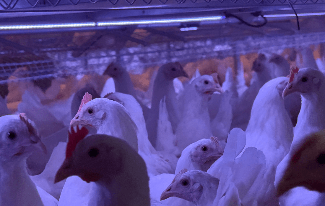 Optimal LED-belysning til fjerkræstalde – sådan får du mere ud af din produktion