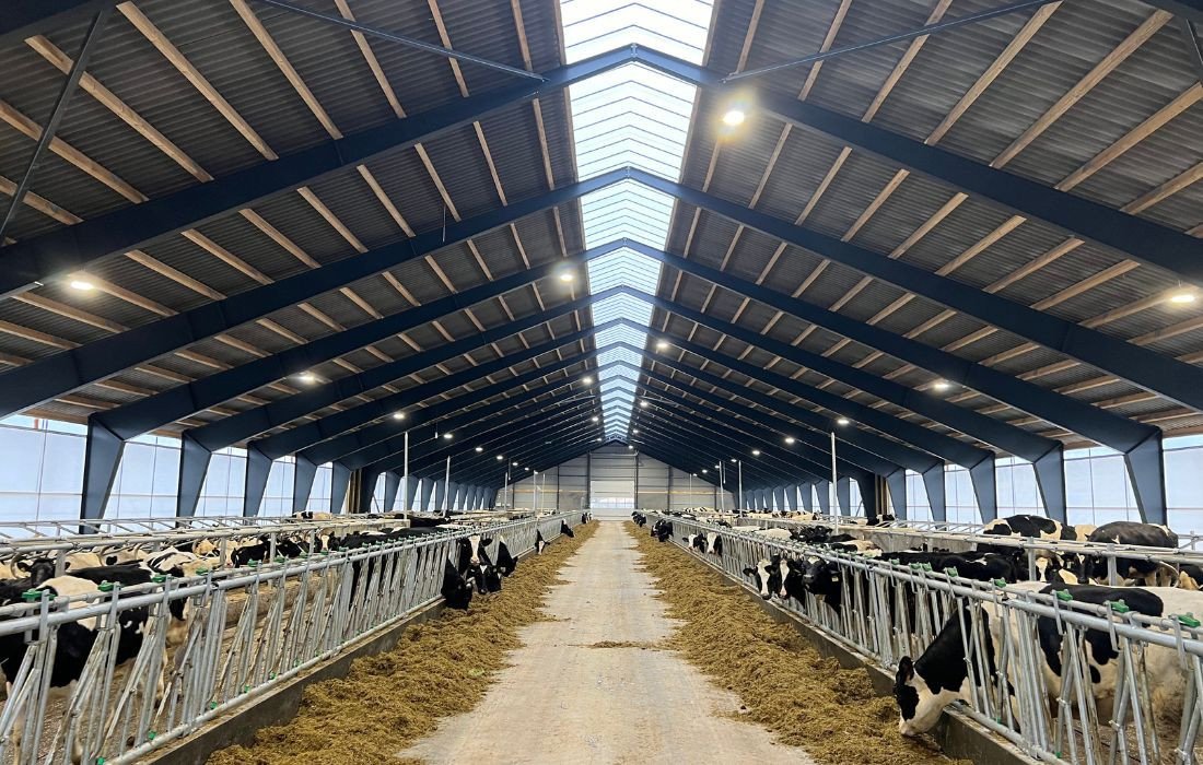 Øg mælkeproduktionen med LED-lys – dokumenteret effekt hos danske mælkeproducenter