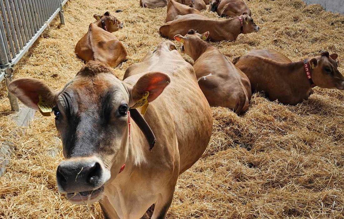 Derfor falder lux hurtigere end du tror – og hvad det betyder for din produktion