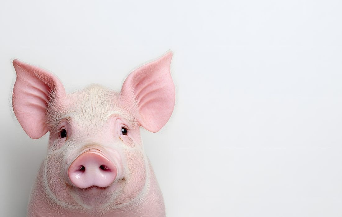  Lysstyring i svinestalde: Effektiv drift og bedre resultater med RN Solutions