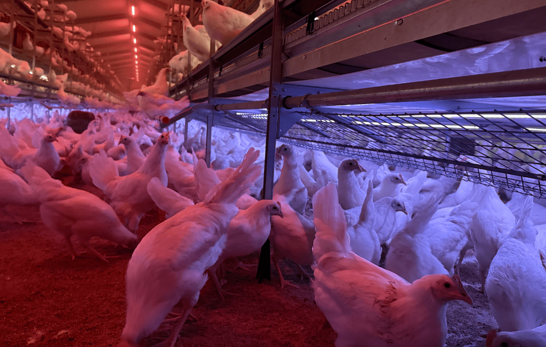 Opdræt af fjerkræ: Sådan sikrer du ro, tilvækst og effektivitet med korrekt lysstyring 