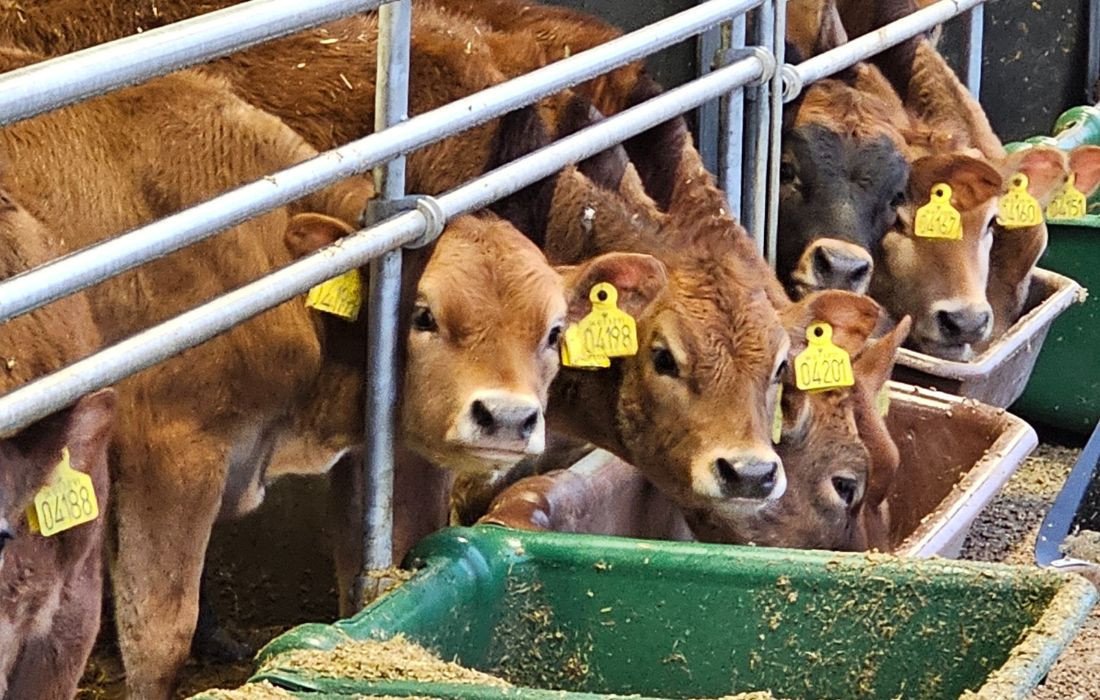 Kalvebelysning om vinteren – 200 lux i 16 timer skaber vækst | RN Solutions